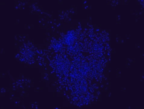 Akkermansia muciniphila FISH probe - Cy3 Probe for fluorescence in situ hybridization (FISH),20 &#956;M in water