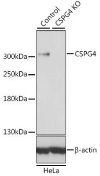 Anti-CSPG4 antibody produced in rabbit