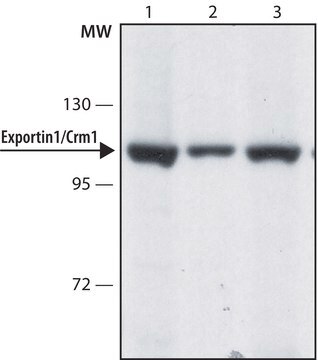 Anti-Exportin 1/Crm1 (C-terminal) antibody produced in rabbit ~1.0&#160;mg/mL, affinity isolated antibody, buffered aqueous solution