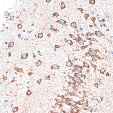 Anti-ADORA1 antibody produced in rabbit