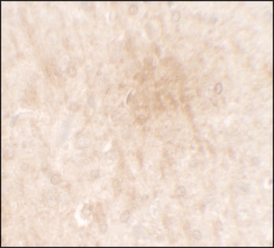 Anti-FGFR3 antibody produced in rabbit affinity isolated antibody