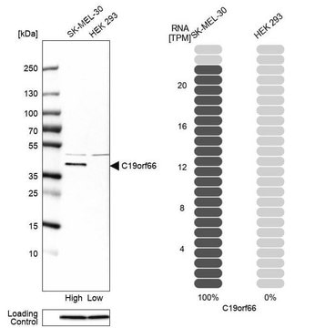 Anti-C19orf66 antibody produced in rabbit Prestige Antibodies&#174; Powered by Atlas Antibodies, affinity isolated antibody, buffered aqueous glycerol solution