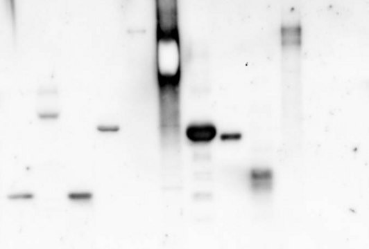 Concanavalin A from Canavalia ensiformis (Jack bean) peroxidase conjugate, lyophilized powder