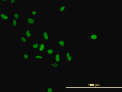 Monoclonal Anti-PARP1 antibody produced in mouse clone 3G4, purified immunoglobulin, buffered aqueous solution