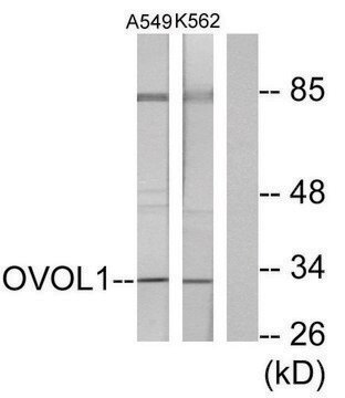 Anti-OVOL1 antibody produced in rabbit affinity isolated antibody