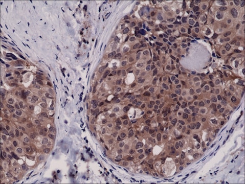 Anti-Caspase-3 antibody, Rabbit monoclonal recombinant, expressed in HEK 293 cells, clone RM250, purified immunoglobulin