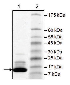 BAZ2B (2054-2168) human recombinant, expressed in E. coli, &#8805;84% (SDS-PAGE)