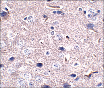 Monoclonal Anti-PD-1 antibody produced in mouse clone 12A7D7, purified immunoglobulin, buffered aqueous solution