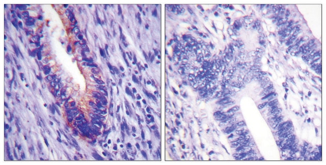 Anti-EIF4G antibody produced in rabbit affinity isolated antibody