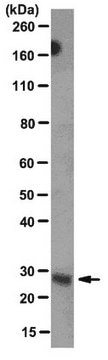 Anti-Neuregulin-1 Antibody, clone D11 clone D11, from mouse