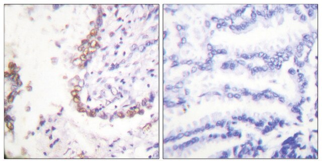 Anti-OCT3 antibody produced in rabbit affinity isolated antibody