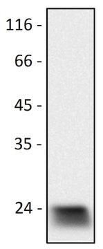 Monoclonal Anti-Cd9 antibody produced in rat clone EM-04, purified immunoglobulin, buffered aqueous solution