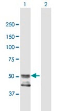 Anti-GCNT4 antibody produced in mouse purified immunoglobulin, buffered aqueous solution