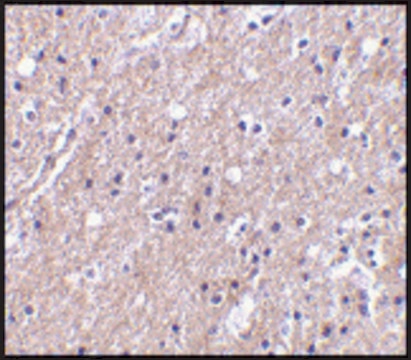 Anti-CTRP6 antibody produced in rabbit affinity isolated antibody