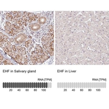 Anti-EHF antibody produced in rabbit Prestige Antibodies&#174; Powered by Atlas Antibodies, affinity isolated antibody, buffered aqueous glycerol solution