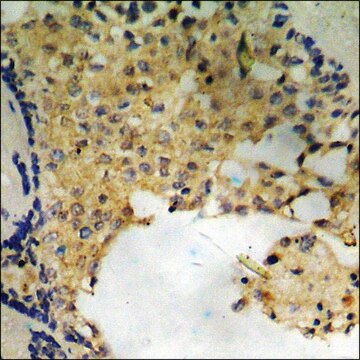 Anti-phospho-Smad2 (pSer250) antibody produced in rabbit affinity isolated antibody