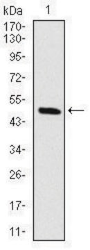 Monoclonal Anti-RAF1 antibody produced in mouse clone 4G4, purified immunoglobulin, buffered aqueous solution