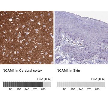 Anti-NCAM1 antibody produced in rabbit Prestige Antibodies&#174; Powered by Atlas Antibodies, affinity isolated antibody, buffered aqueous glycerol solution