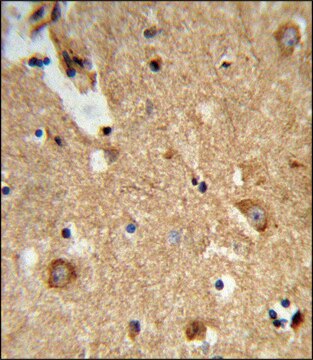 ANTI-ENTPD2 (N-TERM) antibody produced in rabbit IgG fraction of antiserum, buffered aqueous solution