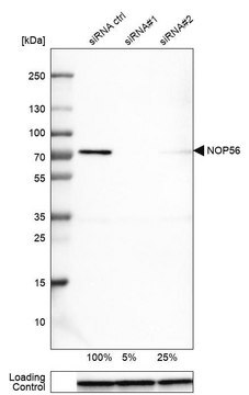 Monoclonal Anti-NOP56 antibody produced in mouse Prestige Antibodies&#174; Powered by Atlas Antibodies, clone CL2603, purified immunoglobulin, buffered aqueous glycerol solution