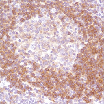 Anti-CD79B antibody, Rabbit monoclonal recombinant, expressed in proprietary host, clone SP240, affinity isolated antibody