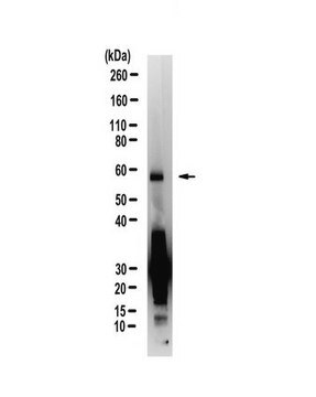 Anti-C9ORF72/C9RANT (poly-GA) Antibody, clone 5E9 Antibody, Alexa Fluor&#8482; 488 Conjugate clone 5E9, from mouse, ALEXA FLUOR&#8482; 488