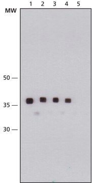 Monoclonal Anti-Maltose Binding Protein antibody produced in mouse clone MBP-17, purified immunoglobulin, buffered aqueous solution