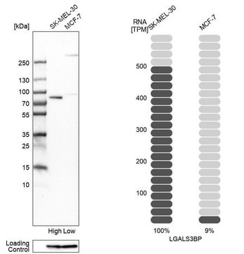 Anti-LGALS3BP antibody produced in rabbit Prestige Antibodies&#174; Powered by Atlas Antibodies, affinity isolated antibody, buffered aqueous glycerol solution