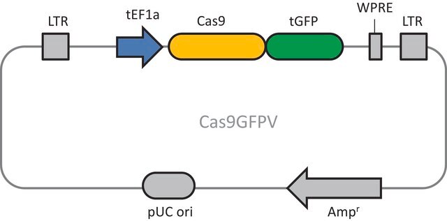 Cas9 GFP Lentiviral Particles