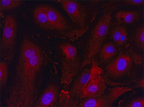 Anti-GUCY2C (981-995) antibody produced in rabbit IgG fraction of antiserum, buffered aqueous solution