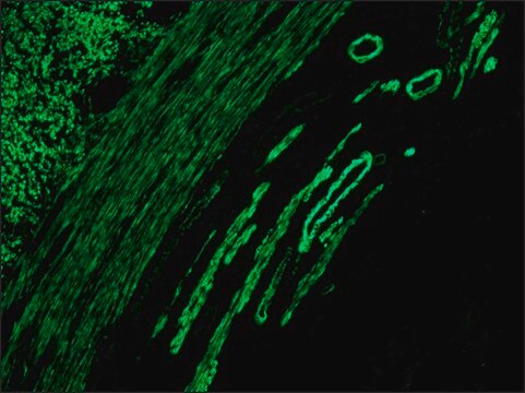 Anti-Mouse IgG (whole molecule)&#8722;FITC antibody produced in rabbit IgG fraction of antiserum, buffered aqueous solution