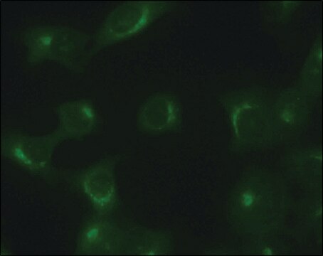 Anti-TGN46 antibody produced in rabbit ~1&#160;mg/mL, affinity isolated antibody, buffered aqueous solution