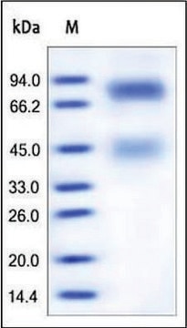 HGFR/c-MET human recombinant, expressed in HEK 293 cells, &#8805;95% (SDS-PAGE)