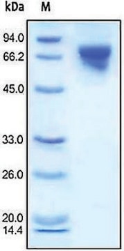 Transferrin human recombinant, expressed in HEK 293 cells, &#8805;95% (SDS-PAGE)