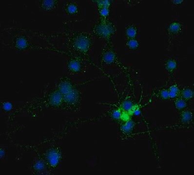 Anti-MAG Antibody, clone 513, Alexa Fluor&#8482; 488 Conjugate clone 513, from mouse, ALEXA FLUOR&#8482; 488