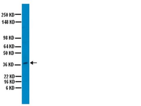 Anti-Osteopontin Antibody serum, Chemicon&#174;