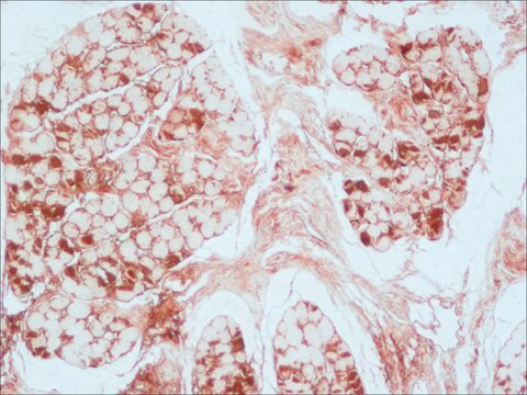 Monoclonal Anti-Myoglobin antibody produced in mouse clone MG-1, ascites fluid