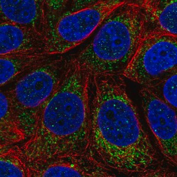 Anti-MT-CYB antibody produced in rabbit Prestige Antibodies&#174; Powered by Atlas Antibodies, affinity isolated antibody