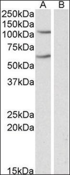 Anti-IREB2 antibody produced in goat affinity isolated antibody, buffered aqueous solution