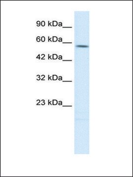 Anti-TPH2 antibody produced in rabbit affinity isolated antibody