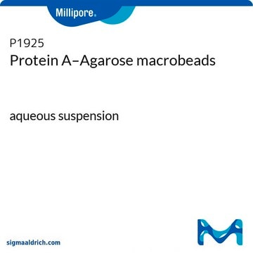 Protein A–Agarose macrobeads aqueous suspension