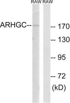 Anti-ARHGEF12 antibody produced in rabbit affinity isolated antibody