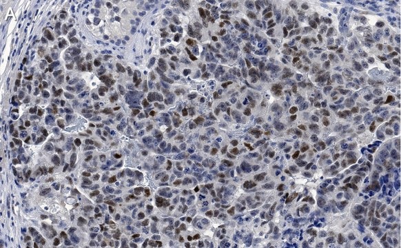 Anti-MDM2 Antibody, clone IF2 ZooMAb&#174; Mouse Monoclonal recombinant, expressed in HEK 293 cells