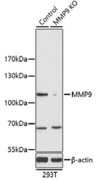 Anti-MMP9 antibody produced in rabbit