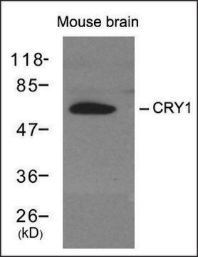 Anti-Cry1 antibody produced in rabbit affinity isolated antibody