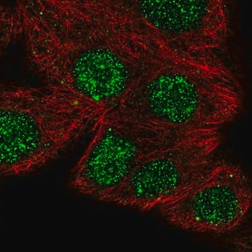 Anti-NFATC1 antibody produced in rabbit Prestige Antibodies&#174; Powered by Atlas Antibodies, affinity isolated antibody