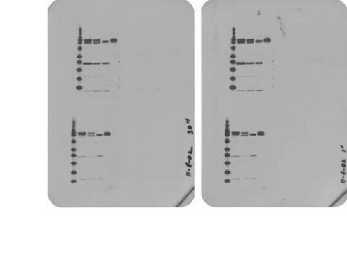 Anti-Integrin beta1 Antibody, Cytosolic serum, Chemicon&#174;