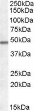 Anti-OX1R AND OX2R antibody produced in goat affinity isolated antibody, buffered aqueous solution