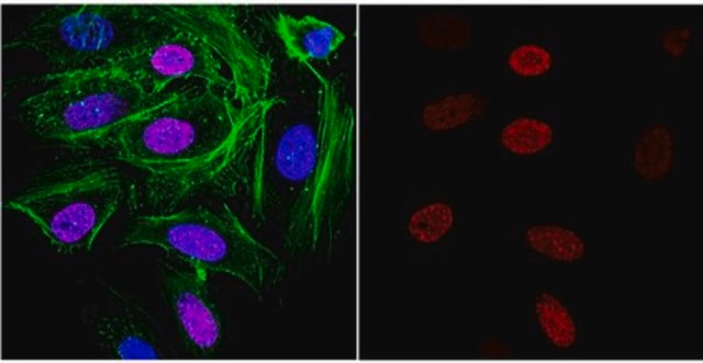 Anti-DNA G-quadruplex (G4) Antibody, clone 1H6 clone 1H6, from mouse