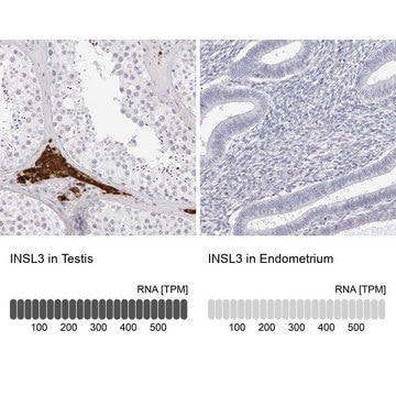 Anti-INSL3 antibody produced in rabbit Prestige Antibodies&#174; Powered by Atlas Antibodies, affinity isolated antibody, buffered aqueous glycerol solution